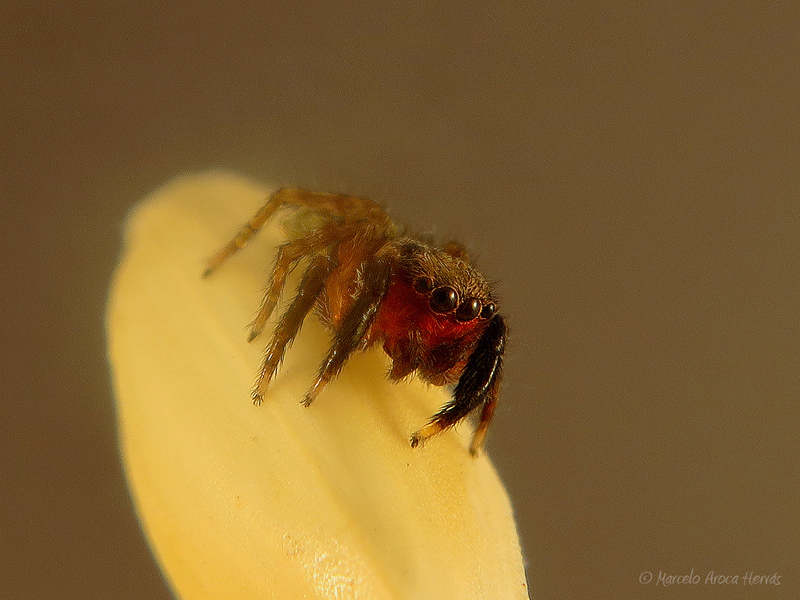 Euophrys rufibarbis  macho