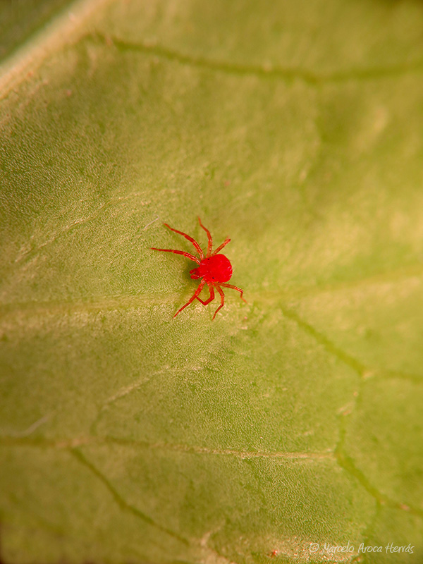 Tetranichus urticae (Araña roja)