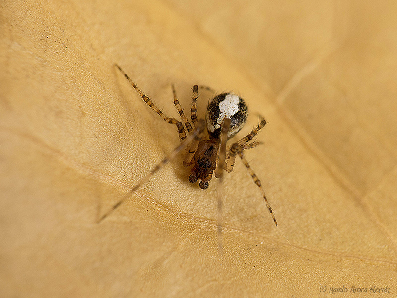 Theridion sp. macho