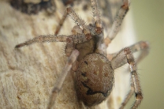 Enoplognatha gr. mandibularis hembra