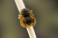 Euophrys sp. hembra