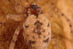 Oecobius sp. hembra