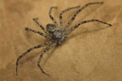 Philodromus sp. macho