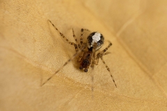 Theridion sp. macho
