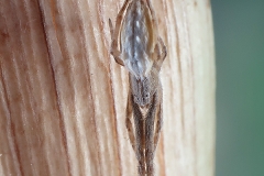 Uloborus walckenaerius hembra