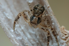Xysticus sp. hembra