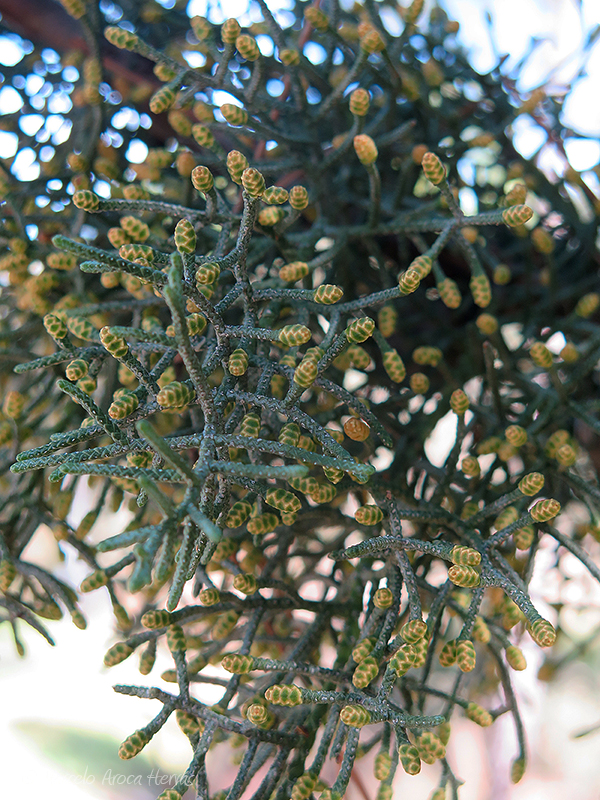 Cupressus arizonica (Cipres de Arizona)