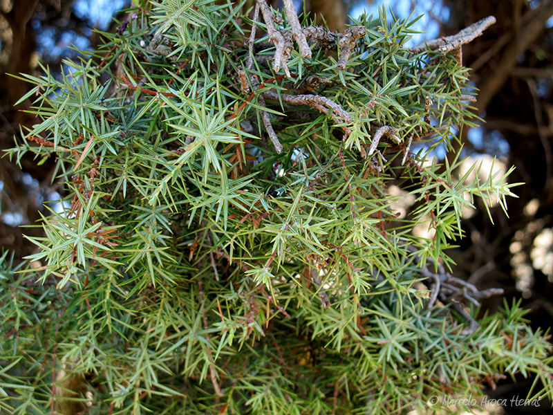 Juniperus communis (Enebro común)