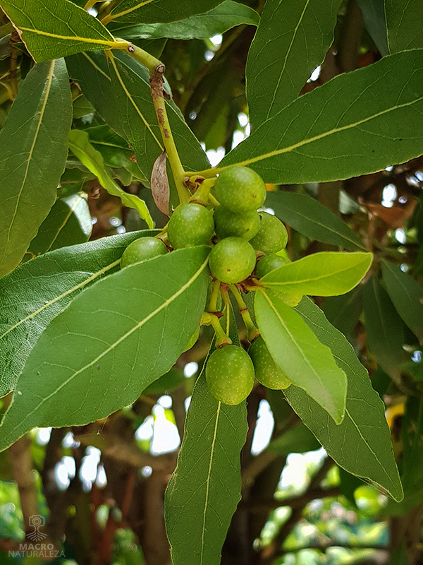 Laurus nobilis (Laurel) fruto