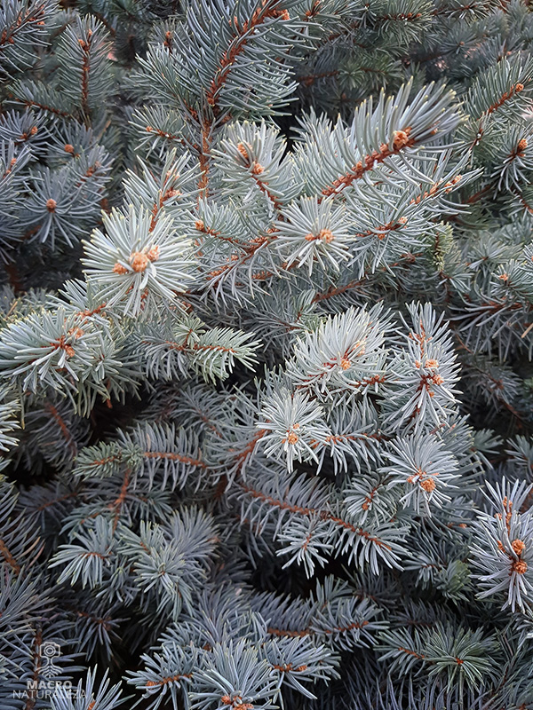 Picea pungens