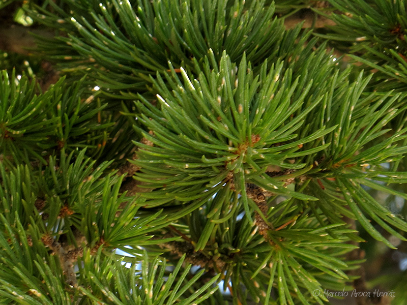 Pinus mugo (Pino negro) hoja