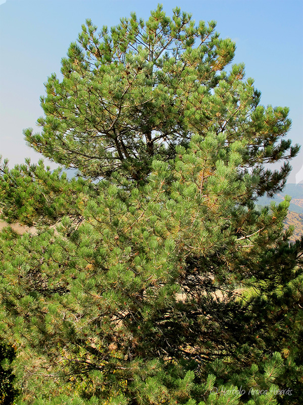 Pinus nigra (Pino negral)