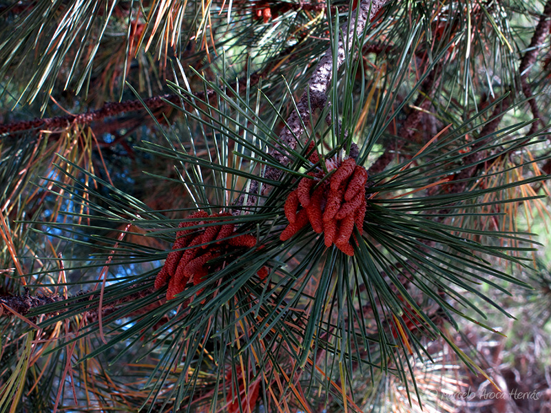 Pinus nigra (Pino negral) hoja