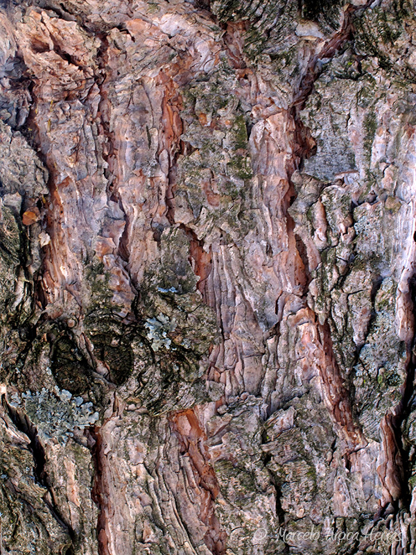 Pinus nigra (Pino negral) corteza