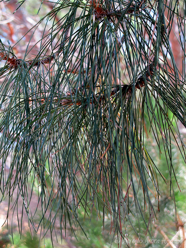 Pinus pinea (Pino piñonero) hoja