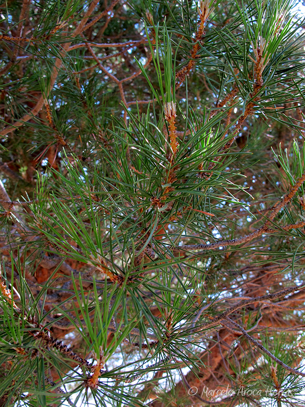 Pinus pinea (Pino piñonero) hoja