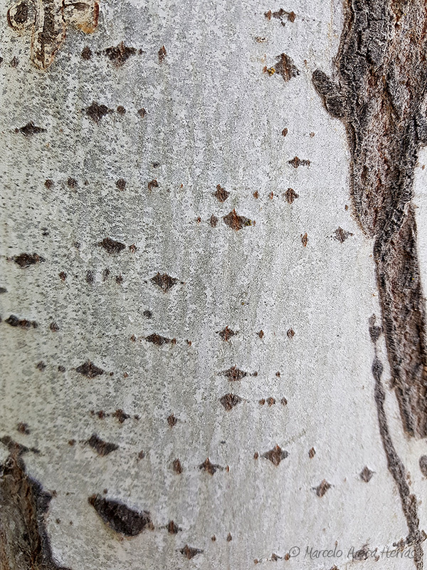Populus alba (Alamo blanco) corteza