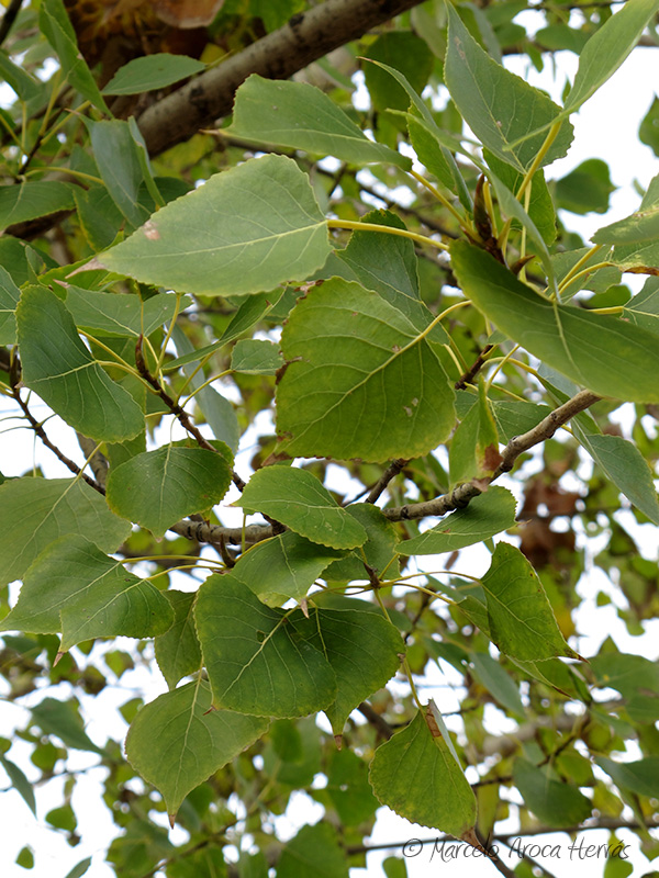 Populus nigra (Alamo negro) hoja