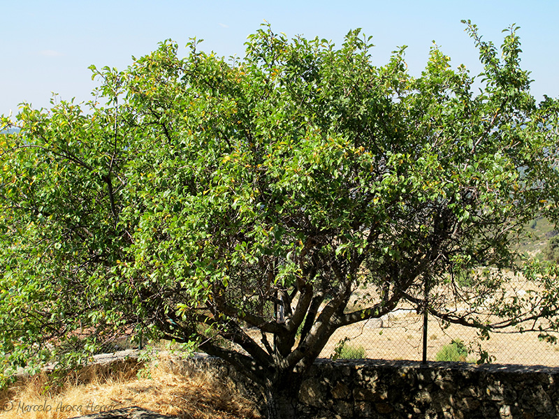 Prunus domestica (Ciruelo)