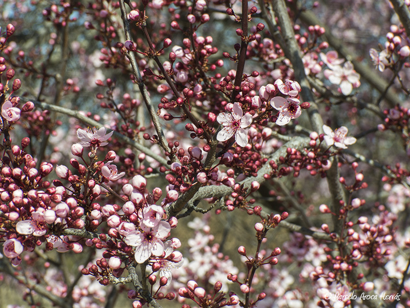 Prunus domestica (Ciruelo) flores