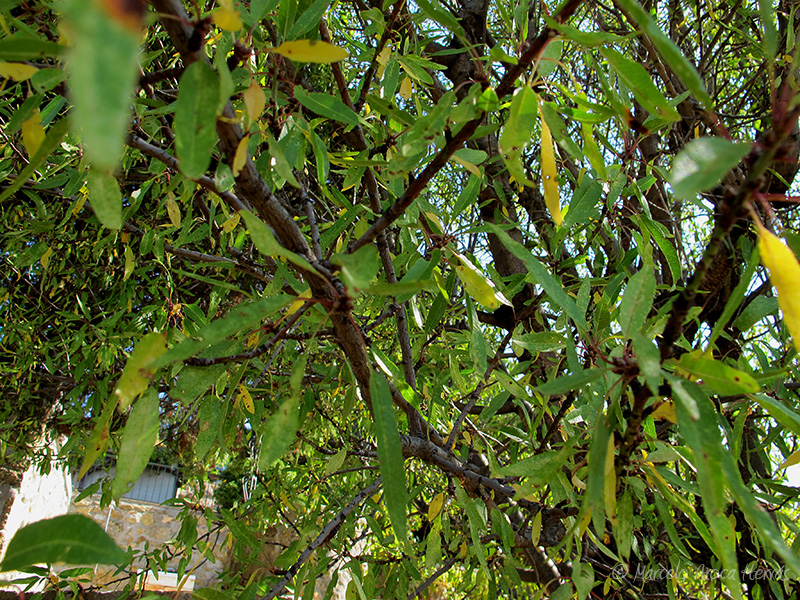 Prunus dulcis (Almendro) hoja