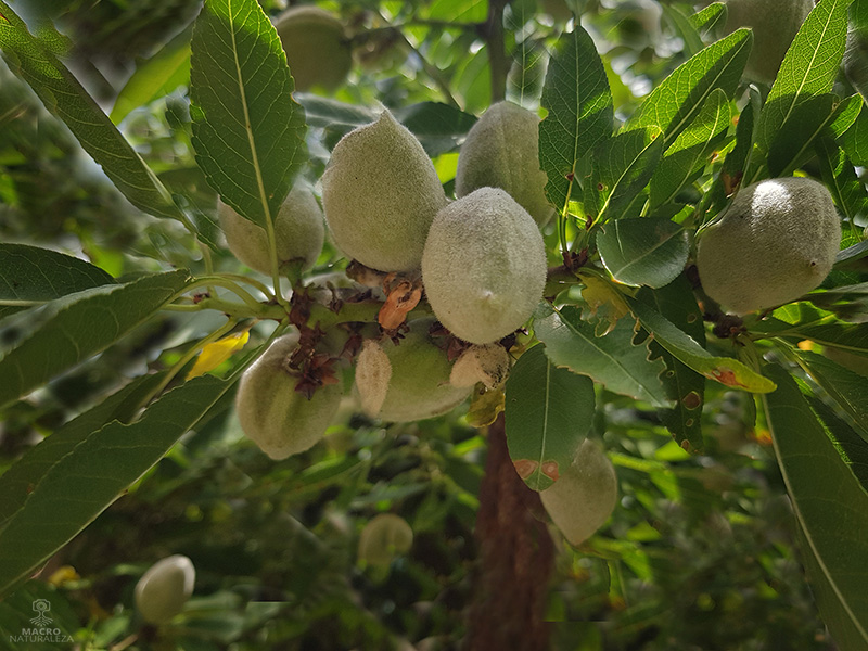 Prunus dulcis (Almendro) fruto