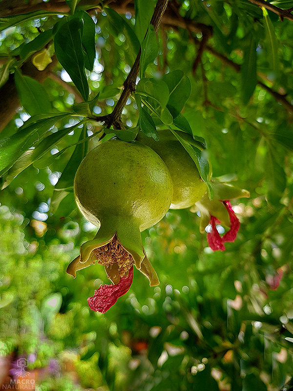 Punica granatum (Granado) fruto