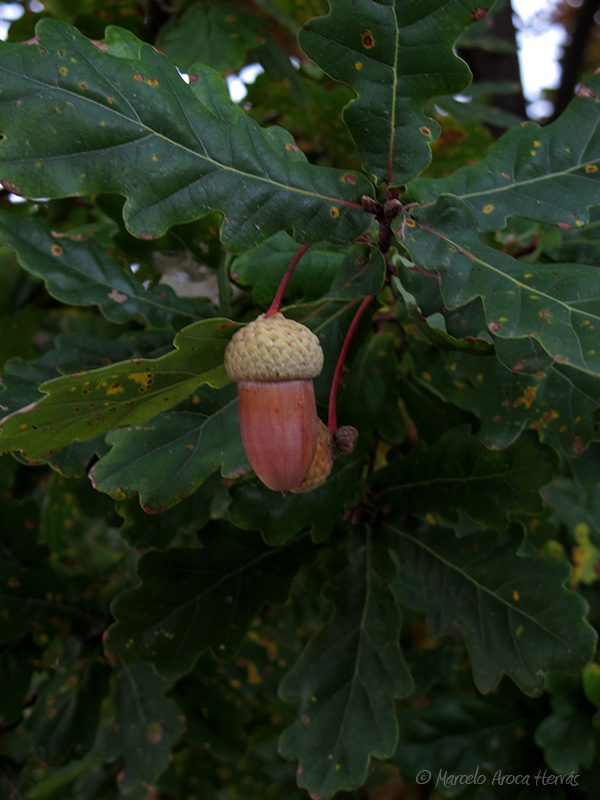 Quercus pyrenaica (Melojo) fruto