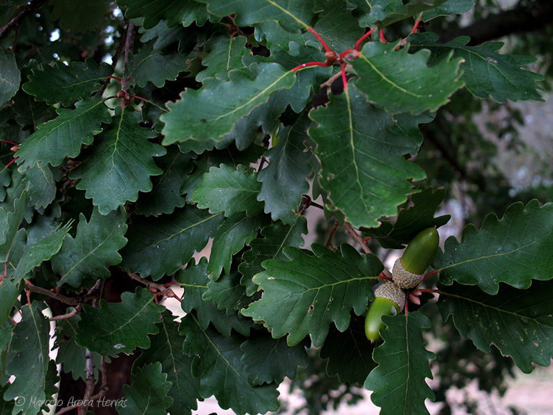 Quercus pyrenaica (Melojo) hoja