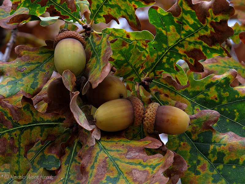 Quercus robur (Roble carballo) fruto