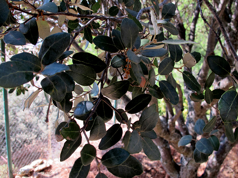 Quercus rotundifolia (Carrasca) hoja