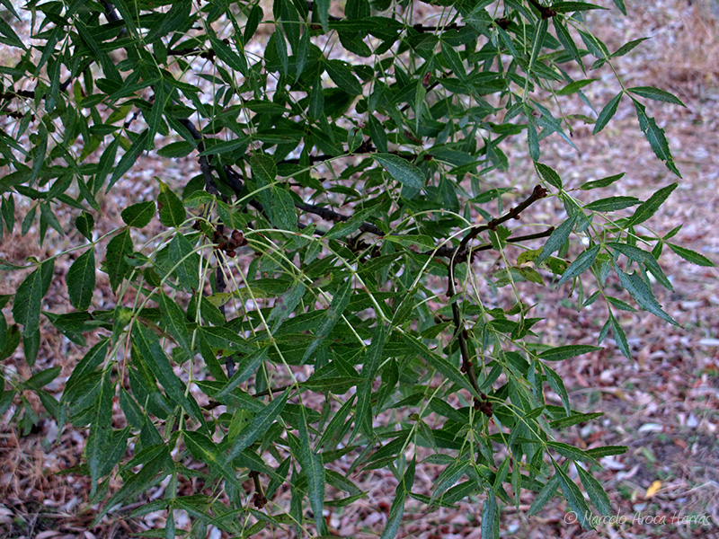Salix babylonica (Sauce llorón) hoja