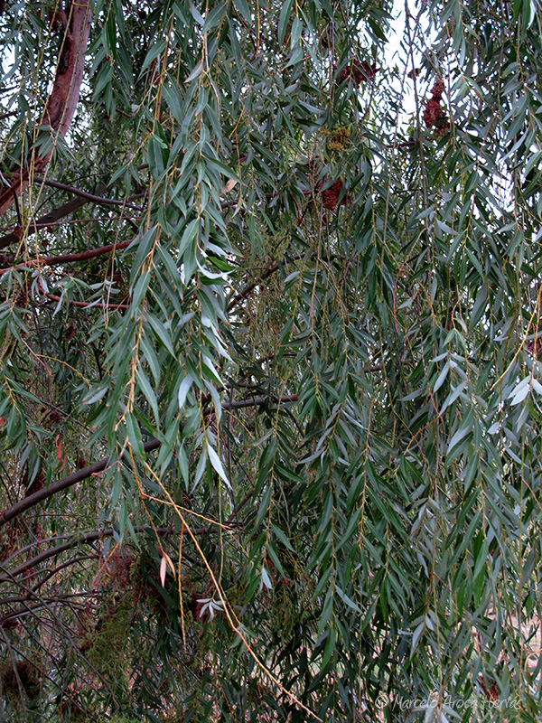 Salix babylonica (Sauce llorón) hoja