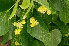 Tilia platyphyllos (Tilo de hoja ancha)