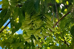 Acer negundo (Arce hoja de fresno) fruto