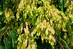 Ailanthus altissima (Ailanto) fruto