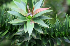 Araucaria araucana (Araucaria) flor