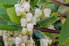 Arbutus unedo (Madroño) fruto