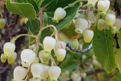 Arbutus unedo (Madroño) fruto