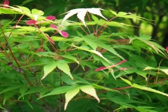 Arce palmatum (Arce japonés)