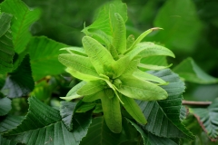 Carpinus betulus (Carpe)