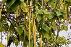 Catalpa bignonioides (Catalpa)