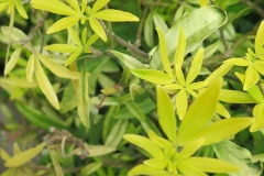 Choisya ternata (Naranjo mexicano)