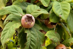 Crataegus germanica (Nispero)