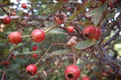 Crataegus monogyna (Espino albar) frutos