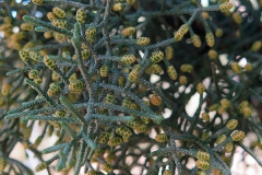 Cupressus arizonica (Cipres de Arizona)