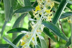 Elaeagnus angustifolia (Árbol del paraiso)