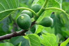 Ficus carica (Higuera) fruto