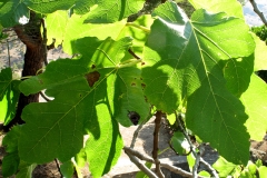 Ficus carica (Higuera)