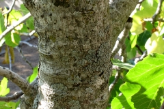 Ficus carica (Higuera)